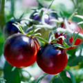 Paradajka čierne Cherry - Solanum lycopersicum - semená - 6 ks