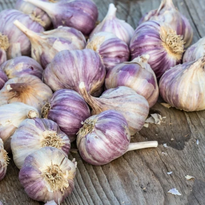 Sadbový cesnak Topaz - Allium sativum - paličiak - cibule cesnaku - 1 balenie