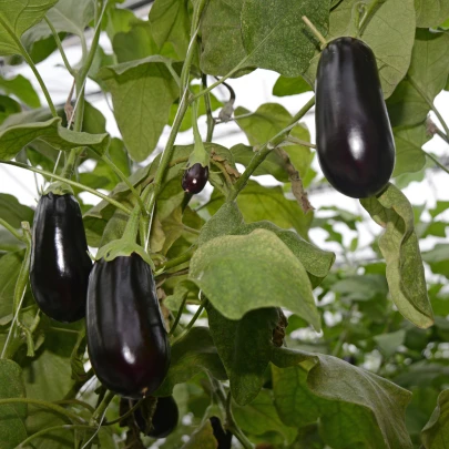 Baklažán český skorý - Solanum melongena - semená - 100 ks