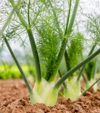 BIO fenikel buľvový Selma - Foeniculum vulgare - bio semená - 50 ks