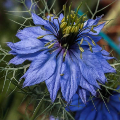 Černuška damascénska modrá - Nigella Damascena - semená - 200 ks