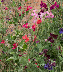 Hrachor voňavý Spencer zmes - Lathyrus odoratus - semená - 16 ks