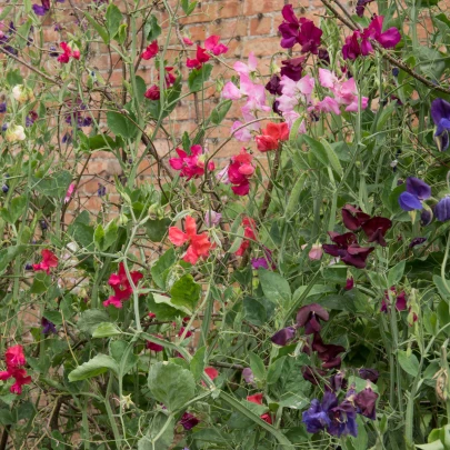 Hrachor voňavý Spencer zmes - Lathyrus odoratus - semená - 16 ks