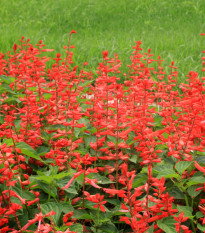 Šalvia žiarivá Johannisfeuer - Salvia splendens - semená - 15 ks