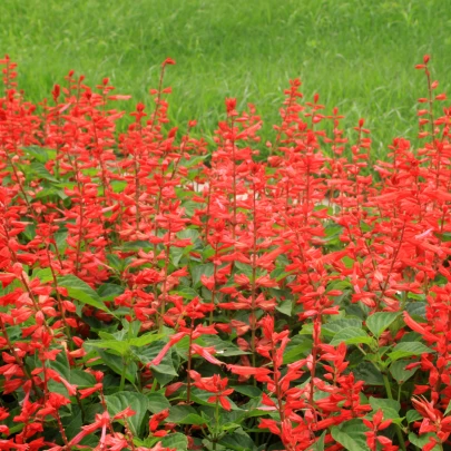 Šalvia žiarivá Johannisfeuer - Salvia splendens - semená - 15 ks