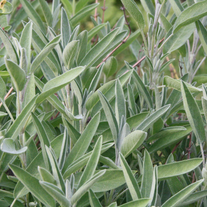 BIO Šalvia lekárska - Salvia officinalis - bio semená - 30 ks