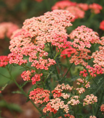 Rebríček túžobníkový Colorado Mix - Achillea millefolium - semená - 20 ks