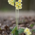 Prvosienka veľkokvetá Oxlip - Primula elatior - semená - 20 ks