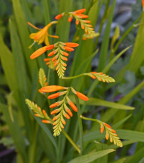 Montbrécia George Davidson - Crocosmia - cibuľoviny - 4 ks