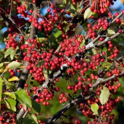 Arónia - Aronia arbutifolia - semená - 7 ks