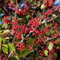 Arónia - Aronia arbutifolia - semená - 7 ks