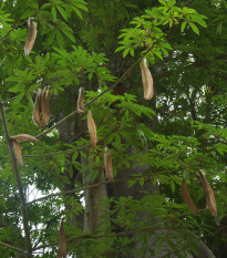 Vlnovec päťmužný - Ceiba pentandra - semená - 10 ks