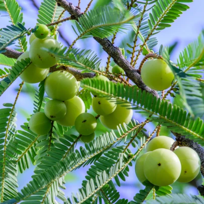 Indický Egreš - Phyllanthus emblica - semená - 8 ks