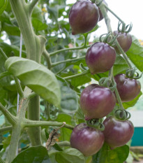 BIO Paradajka Indigo Blue Berries - Solanum lycopersicum - bio semená - 7 ks