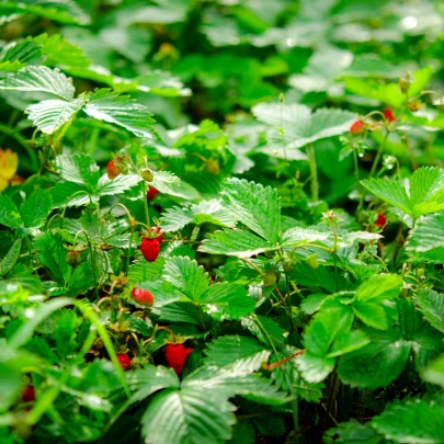 Jahoda lesná Tubby Red - Fragaria vesca - semená - 15 ks