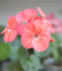 Muškát pásikavý Jitka F1 - Pelargonium zonale - semená - 6 ks