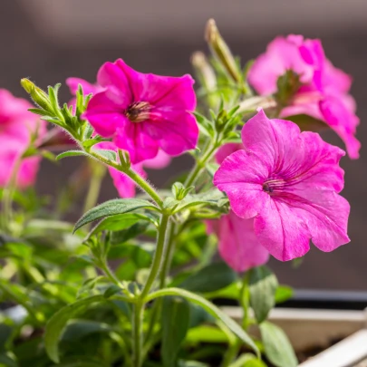 Petúnia mnohokvetá Rita F1 - Petunia Hybrida - semená - 30 ks