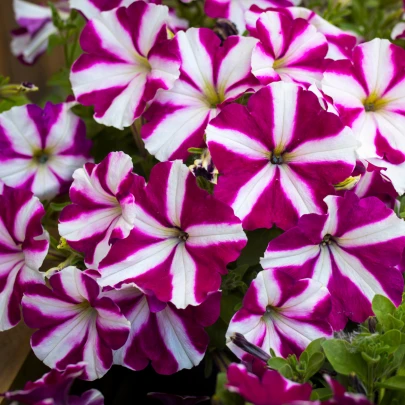 Petúnia mnohokvetá Belinda F1 - Petunia Hybrida - semená - 30 ks