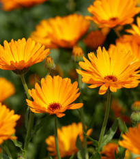 Nechtík lekársky Orange Daisy - Calendula officinalis - semená - 60 ks