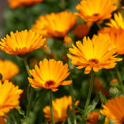 Nechtík lekársky Orange Daisy - Calendula officinalis - semená - 60 ks