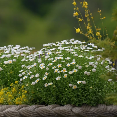 Margaréta balkónová Snowland - Chrysanthemum paludosum - semená - 50 ks