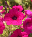 Petúnia Purple Velvet F1 - Petunia hybrida - semená - 12 ks