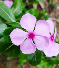 Katarant Lavender F1 - Catharanthus - semená - 30 ks