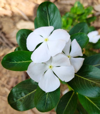 Katarant White F1 - Catharanthus - semená - 30 ks