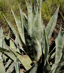 Agáve - Agave atrovirens - semená - 10 ks