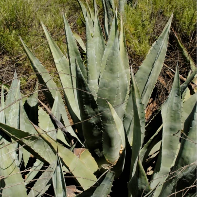 Agáve - Agave atrovirens - semená - 10 ks