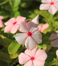 Katarant Apricot F1 - Catharanthus - semená - 30 ks