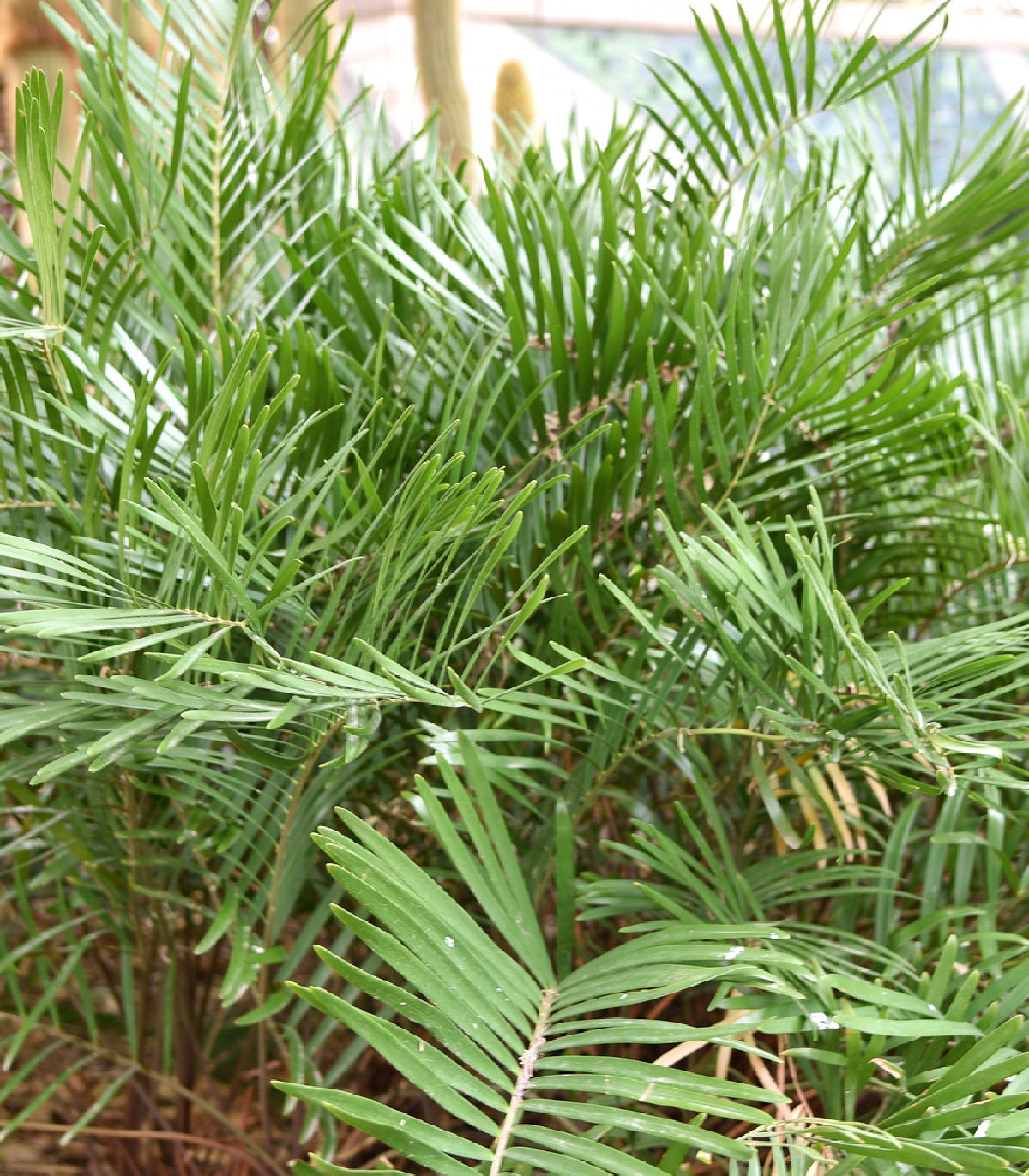 Zemia floridana - Cykas Zamia floridana - semená - 2 ks
