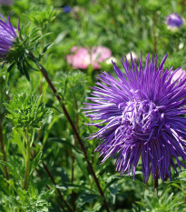 Astra čínska ihlicovitá fialová Denisa - Callistephus chinensis - semená - 150 ks