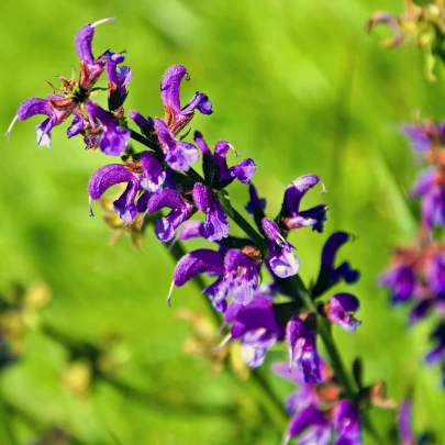 Šalvia lúčna - Salvia pratensis - semená - 150 ks