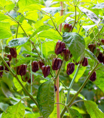 Chilli Habanero Chocolate - Capsicum annuum - semená - 6 ks