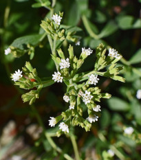 BIO Stévia sladká - Stevia rebaudiana - bio semená - 12 ks