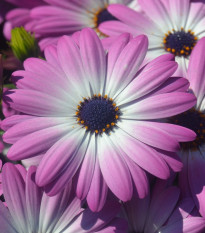 Africká sedmokráska - Osteospermum eclonis asti mix - semená - 6 ks