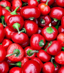 Chilli Large Red Cherry Hot - Capsicum annuum - semená - 7 ks