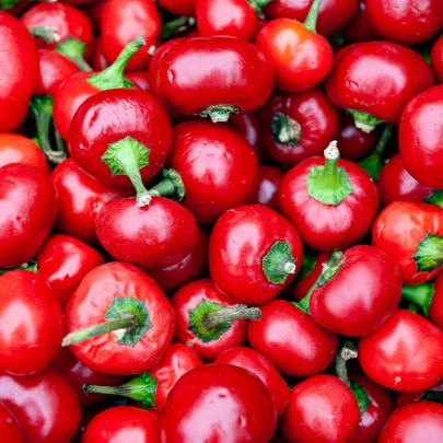 Chilli Large Red Cherry Hot - Capsicum annuum - semená - 7 ks