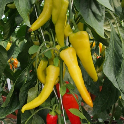 Paprika kozí/baraní roh Sora - Capsicum annuum - semená - 55 ks