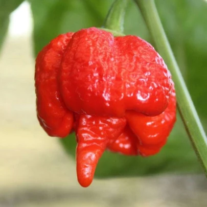 Chilli Trinidad Scorpion Butch - Capsicum chinense - semená - 5 ks