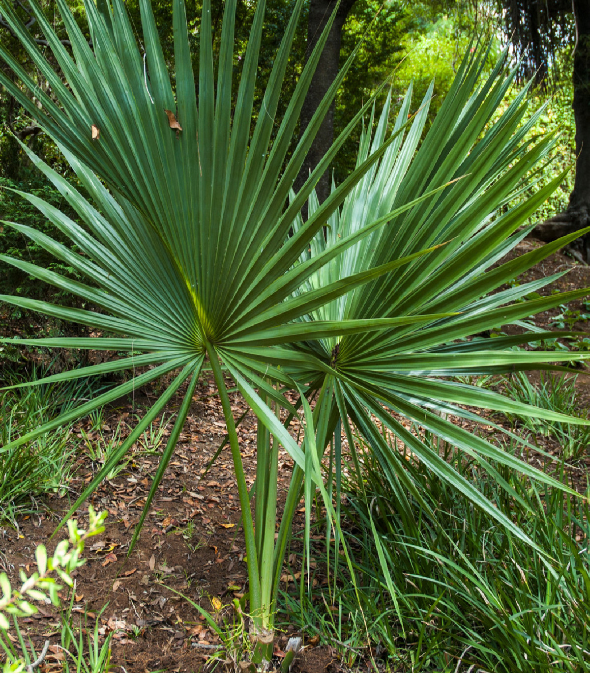 Palma - Washingtonia robusta - semená - 3 ks