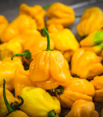 Chilli Trinidad Scorpion Butch žlté - Capsicum chinense - semená - 5 ks