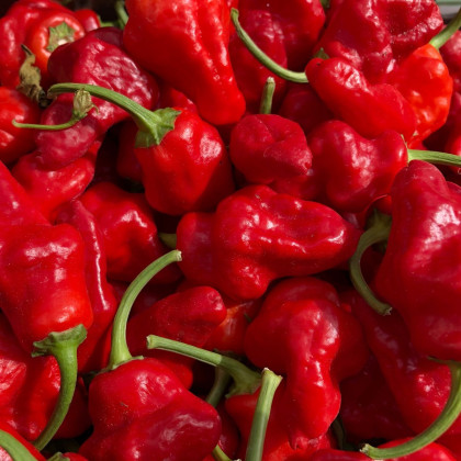 Chilli Jamaican Hot Red - Capsicum annuum - semená - 6 ks