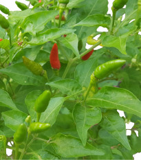 Chilli Thai Hot Culinary - Capsicum annuum - semená - 6 ks