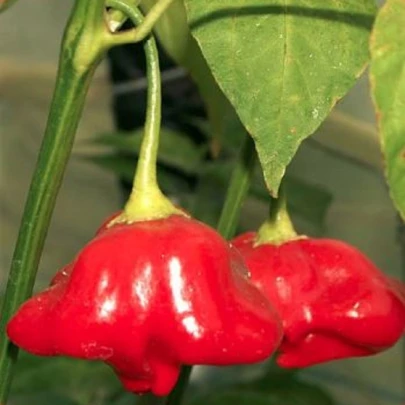 Chilli Mushroom červené - Capsicum chinense - semená - 6 ks