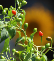 Chilli Tepin - Capsicum annuum - semená - 7 ks