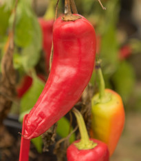 Chilli Maďarský vosk - Capsicum annuum - semená - 6 ks