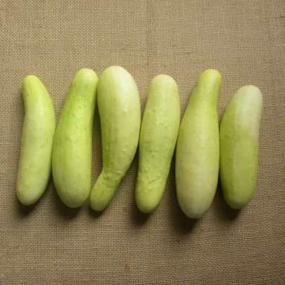 Uhorka šalátová Martini F1 - Cucumis sativus - semená - 10 ks