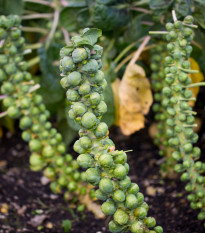 Kel ružičkový Groninger - Brassica oleracea - semená - 50 ks